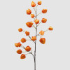 Ramo Physalis 100cm